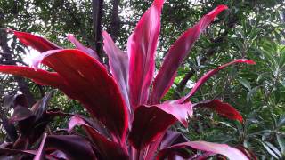 Cordyline fruticosa rubra  Palm Lily HD 04 [upl. by Attej]