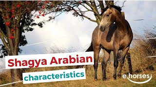 Shagya Arabian Horse  characteristics origin amp disciplines [upl. by Rivkah]