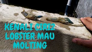 Kenali Circiri Lobster Air Tawar Mau Molting Ganti Kulit [upl. by Rusel]