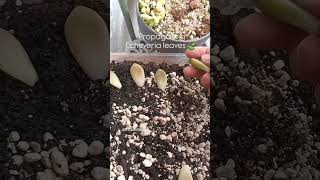 I am preparing for soil to propagate the leaves springgarden succulentgarden garden plantas [upl. by Hinkel277]