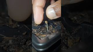 Removing stuck pepper seed from sprout gardening growpeppers pepper hotpepper tree plants 876 [upl. by Carvey]