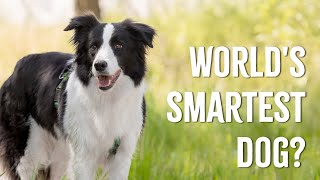 The Most Intelligent Dog Breeds in the World [upl. by Grand]