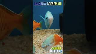 Rainbow Boesemani Fish 🐠 in FULL color 🌈 [upl. by Immaj]