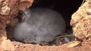 Uau kani chick at Kīlauea Point NWR [upl. by Kolodgie]