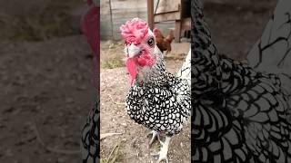 Kury sebrytki sebright chicken rooster birds aviary animals [upl. by Clarinda]