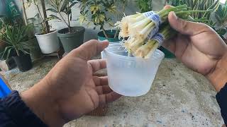 Try planting scallions Regrow left over scallions in a pot plants vegetables gardening [upl. by Ettevram]