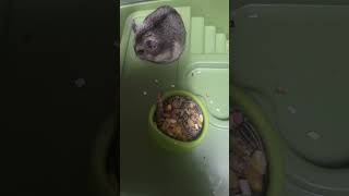 Dwarf hamsters daily life [upl. by Ernie118]