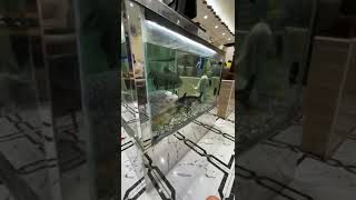 Monster Fish Tank at Qasar Al Izz Mandi Restaurant AlAin UAE [upl. by Buiron253]