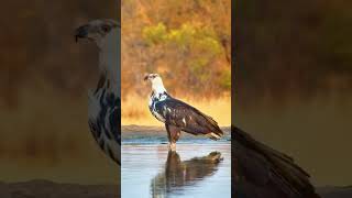 Juvenile African Fish Eagle birds [upl. by Einned]