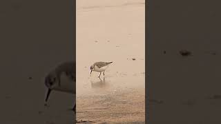 Sanderling [upl. by Amikay]