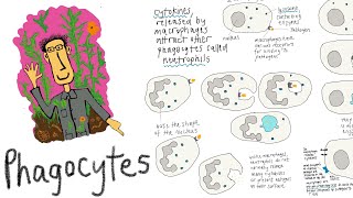 Phagocytes white blood cells that identify and destroy pathogens through phagocytosis [upl. by Luoar359]