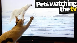 Pets Watching TV Compilation  Pets Being Hilarious [upl. by Micki]