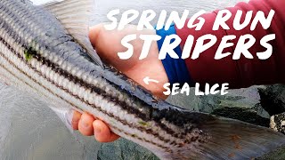 Insane Shore Fishing for Striped Bass  2022 Spring Run Migration [upl. by Magnum]