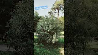 Two oleander plants in villa celimontana [upl. by Bedelia60]