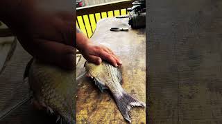 Part 1 fishing fishingvideo fish cooking food shorts shortvideo fyp viral catchfish [upl. by Nevlin]