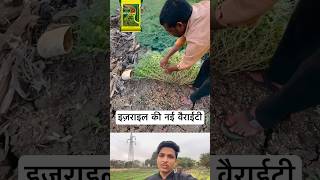 इज़राइल की नई चना वैराईटी farming [upl. by Antipas]