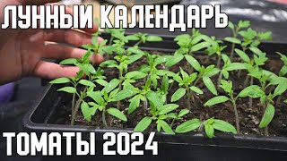 Лунный календарь посадки помидор в 2024 году Посадите в эти дни для хорошего урожая [upl. by Jacobson]