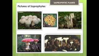 SAPROPHYTIC PLANTS [upl. by Lraed981]