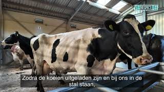 Koeien verzamelen bij Groot Zevert Livestock BV [upl. by Sevy648]