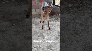 Thiamine deficiencycirg goat youtubeshorts viralshort viralvideo farmvillagelife farming [upl. by Sirc]