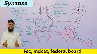 Synapse  synapse and neurotransmitters  class 12  Urduhindi [upl. by Marl384]