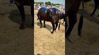 Milk beauty champion murrah buffalo 🦬cow bannibuffallofarm murrabuffalo animals 4 [upl. by Elohc]