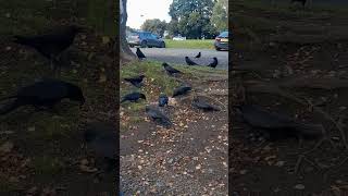 Crows Jackdaws amp Rooks ❤️ birds crows jackdaws rooks wildlife nature [upl. by Eglantine854]