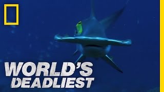 Hammerhead Sharks  Worlds Deadliest [upl. by Serle]