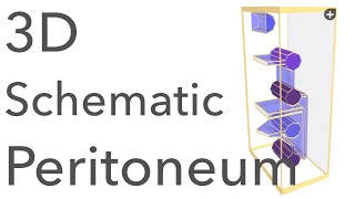 Peritoneum  3D Schematic Anatomy amp Relations [upl. by Orat696]