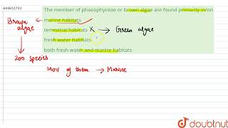 The member of phaeophyceae or brown algae are found primarily inon  12  PLANT KINGDOM  BIOL [upl. by Atonsah]