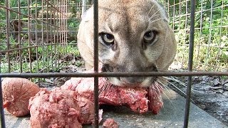 How to Feed 100 BIG CATS [upl. by Asiek338]