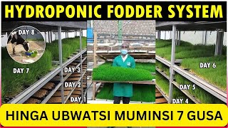 NTIBISANZWE IKORANABUHANGA Mu Guhinga ubwatsi bwamatungo udakoresheje ubutaka Hydroponic Fodder [upl. by Radley]