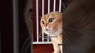 Funny cat videos  3 [upl. by Magee]