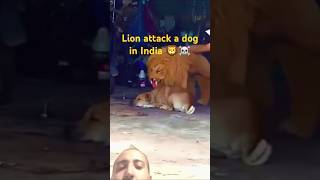 Lion attack a dog in India 🦁☠️ animals lion trending trendingshorts shorts india [upl. by Shaddock]