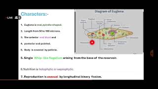 युग्लीना Euglena  युग्लीना का चित्र  Diagram of Euglena युग्लीना के लक्षण Characters of Euglena [upl. by Allimrac]