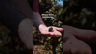 Why You Should Eat Blackberries Every Day shorts fruit health [upl. by Gascony]