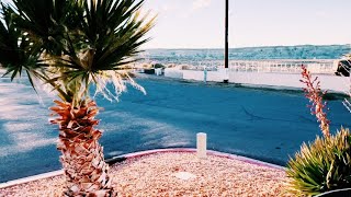 Washingtonia filiferarobusta Hybrid Palms on the UtahArizona Border [upl. by Beryle]