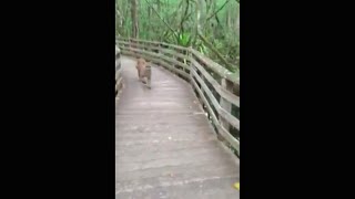 Scary FLORIDA PANTHER Encounter [upl. by Jessy]