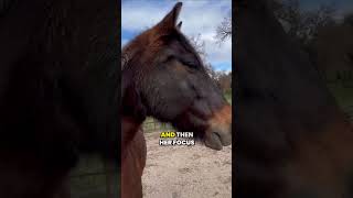 Understanding Horse Behavior Freeze Mode and Twitching horse horsebehavior horsetraining [upl. by Munroe]