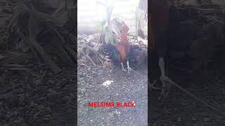 MELSIMS BLACK STAG [upl. by Nevsa]