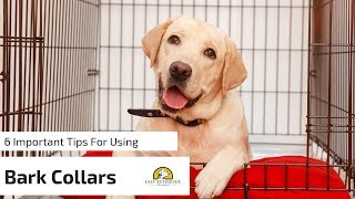 6 Tips for Anti Bark Collars for Dogs [upl. by Kired]