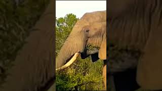 WILD Life DOCUMENTARY Strong Elephant [upl. by Thorma]