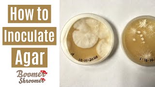 How to Inoculate Agar [upl. by Oiligriv677]