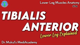 Tibialis Anterior Muscle Origin Insertion Action76 [upl. by Nwahsear398]