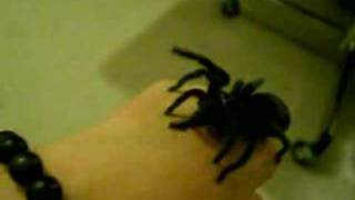 Brazilian Black Tarantula Handling [upl. by Dan]