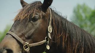 Tony Bush from WinStar Farm on the Woods® Batwing® Cutter [upl. by Fabio118]