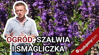 Szałwia omączona i smagliczka nadmorska  kwiaty w ogrodzie od maja do października [upl. by Atiraj539]