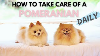 How To Take Care Of A Pomeranian Daily  Ultimate New Pom Owners Guide [upl. by Irim]