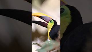 The Fascinating World of Toucans [upl. by Arraic]