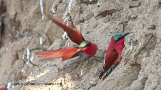 Carmine bee eaters in South Luangwa [upl. by Niahs]